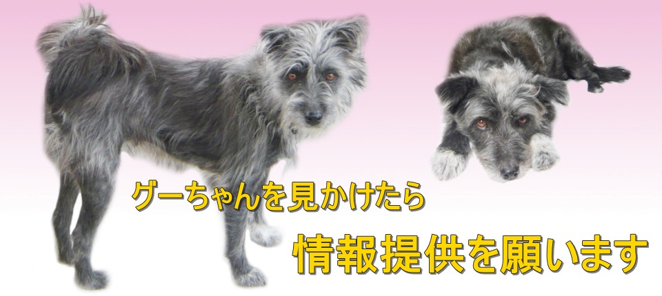 グーちゃんを見かけたら、情報提供を願います。