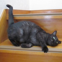 我家で保護した頃の様子