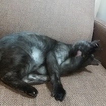 里親さまのソファーで寛ぐすみれ