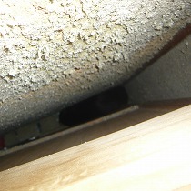 タンスの裏に隠れすたんぽぽ