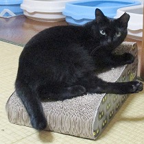 我家で保護した頃