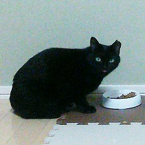 里親さま宅での食事風景